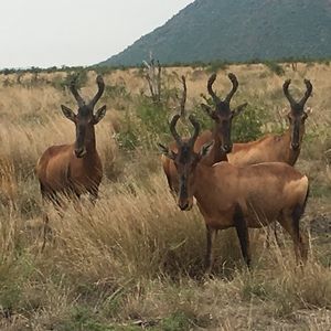 Meet your Posher, Heidi